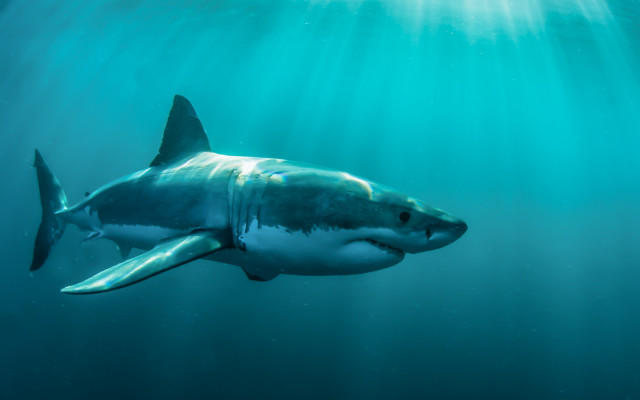 Great white shark underwater sunlight free wallpaper for desktop - medium preview image