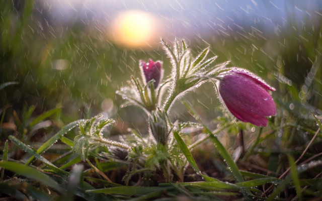 Pink flower dew grass macro free wallpaper for desktop - medium preview image