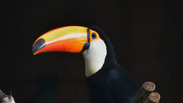 Toucan colorful beak black background free wallpaper for desktop - medium preview image