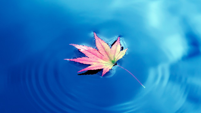 Leaf blue water ripples sky free wallpaper for desktop - medium preview image