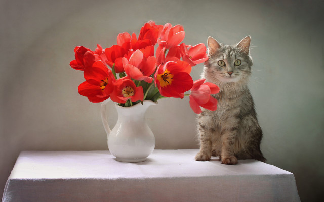 Cat vase red flowers table free wallpaper for desktop - medium preview image