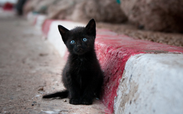 Black kitten blue eye gothic free wallpaper for desktop - medium preview image