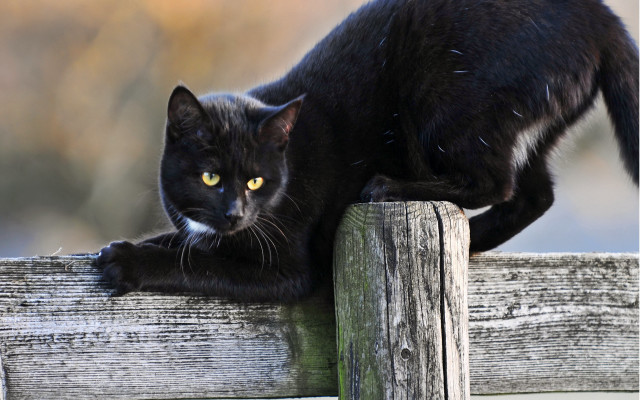Black cat wooden fence yellow free wallpaper for desktop - medium preview image