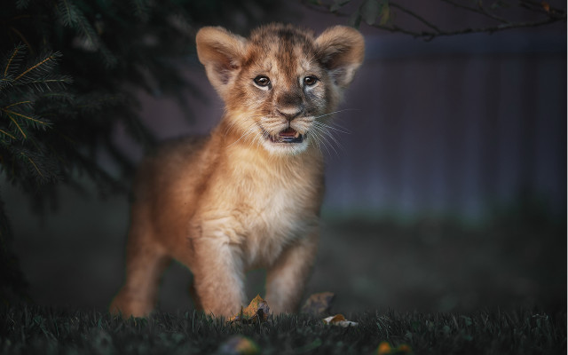 Lion cub night field blurry free wallpaper for desktop - medium preview image
