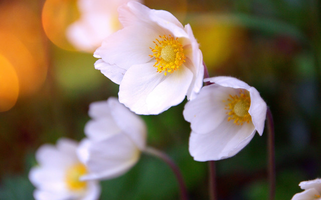 White flowers yellow centers garden free wallpaper for desktop - medium preview image