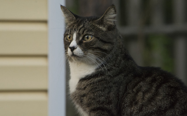 Cat sad outside house felix free wallpaper for desktop - medium preview image