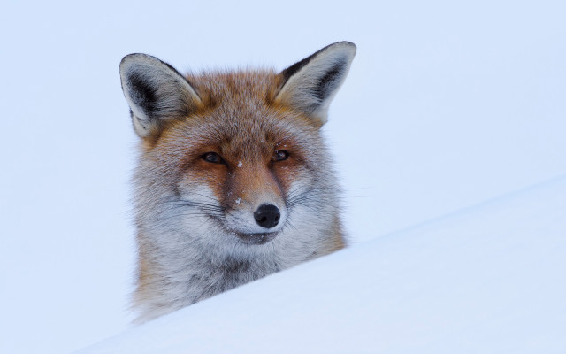 Red fox snowy hill furry free wallpaper for desktop - medium preview image