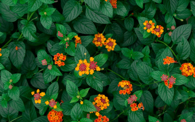 Orange yellow flower field green free wallpaper for desktop - medium preview image