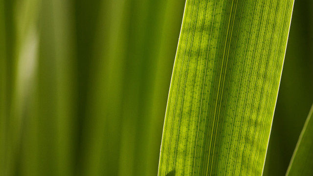 Green leaf macro naturalism blurry free wallpaper for desktop - medium preview image