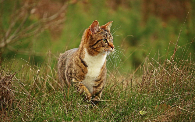 Cat grassy field nature blurry free wallpaper for desktop - medium preview image