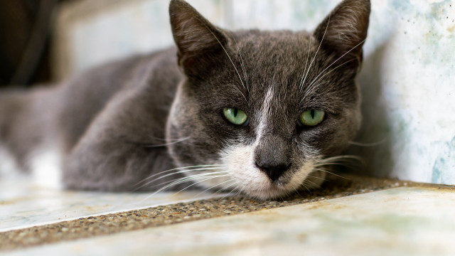 Black cat green eyes wall free wallpaper for desktop - medium preview image