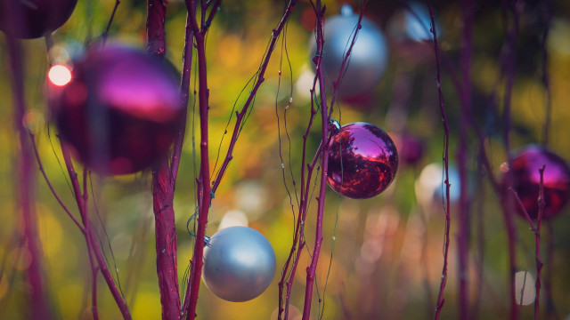 Ornaments tree branch field bokeh free wallpaper for desktop - medium preview image