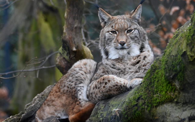 Lynx on branch with cat free wallpaper for desktop - medium preview image