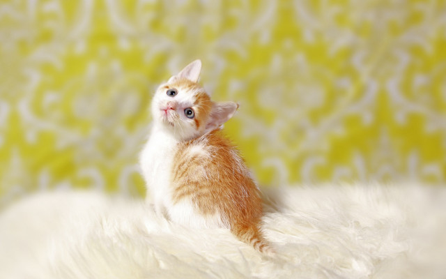 Orange white kitten fluffy blanket free wallpaper for desktop - medium preview image