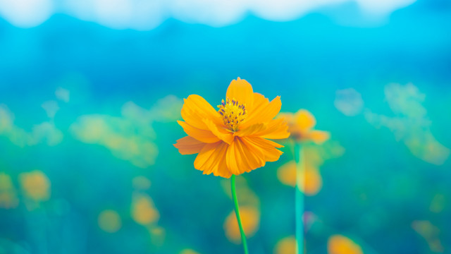 Yellow flower field summer blue free wallpaper for desktop - medium preview image