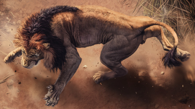 Lion running dirt wild furry free wallpaper for desktop - medium preview image