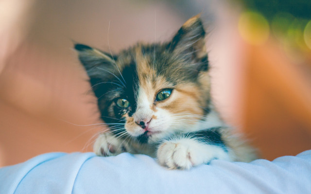 Kitten arm sad cute blurry free wallpaper for desktop - medium preview image
