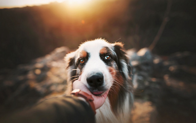 Dog human holding sunshine renaissance free wallpaper for desktop - medium preview image