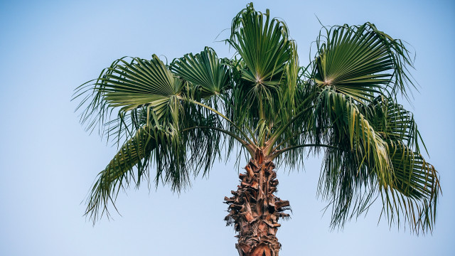Palm tree blue sky beach free wallpaper for desktop - medium preview image