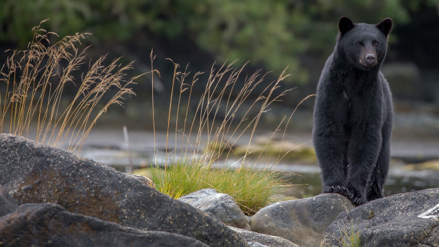Black bear river rocks woodland free wallpaper for desktop - medium preview image