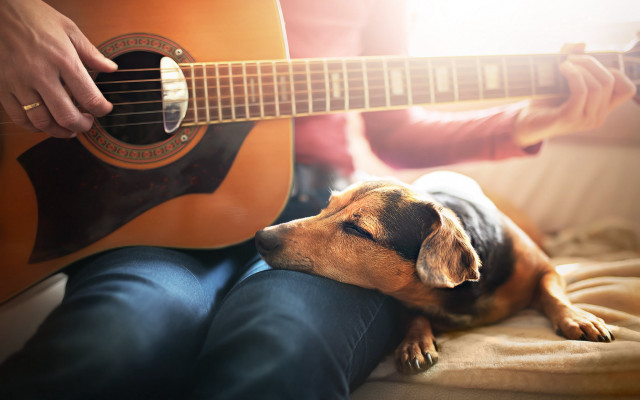 Dog lap guitar folk art free wallpaper for desktop - medium preview image