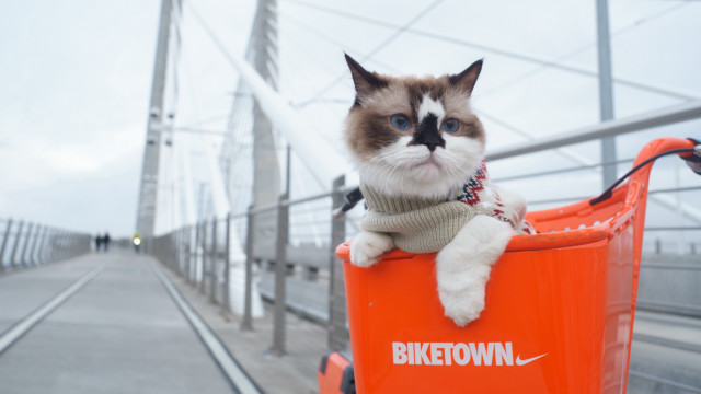 Cat shoppingcart bridge sky blur free wallpaper for desktop - medium preview image