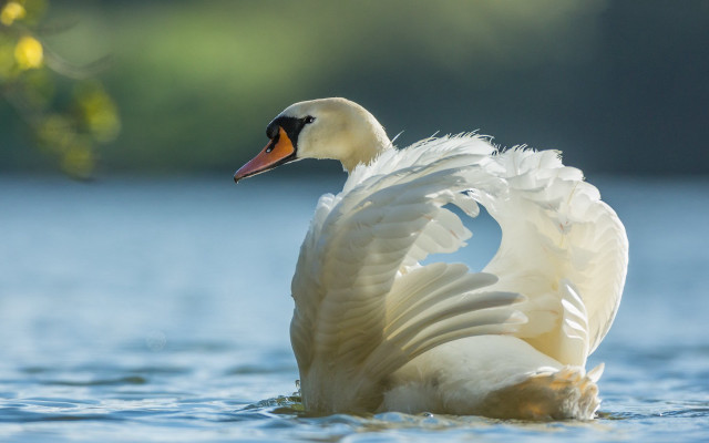 Swan spread wings water ocean free wallpaper for desktop - medium preview image