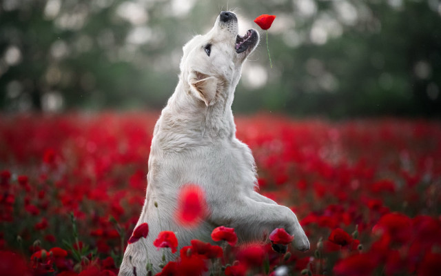 Dog red flowers autumn blood free wallpaper for desktop - medium preview image