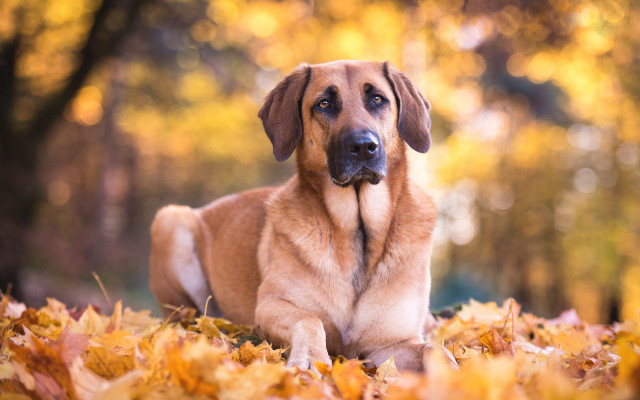 Autumn leaves dog blurry fire free wallpaper for desktop - medium preview image