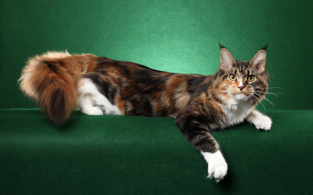 Cat green couch glamor digital free wallpaper for desktop - medium preview image