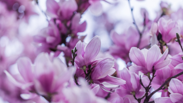 Purple flowers branch sakura blossoms free wallpaper for desktop - medium preview image