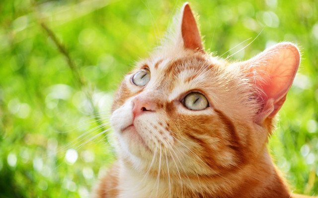 Cat looking up blurry background #5 free wallpaper for desktop - medium preview image