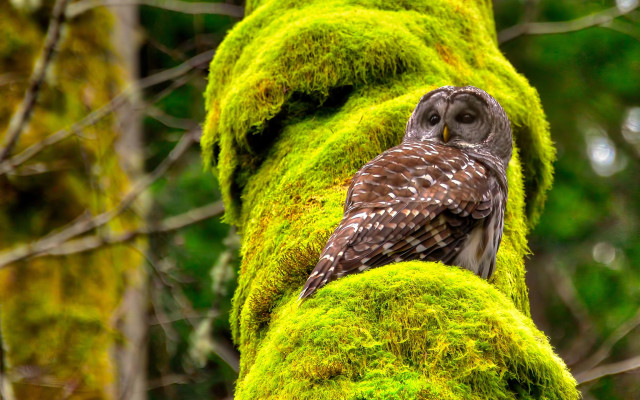 Owl mossy branch forest nature free wallpaper for desktop - medium preview image