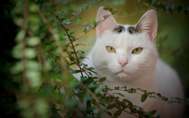 White cat green eyes sitting free wallpaper for desktop - medium preview image