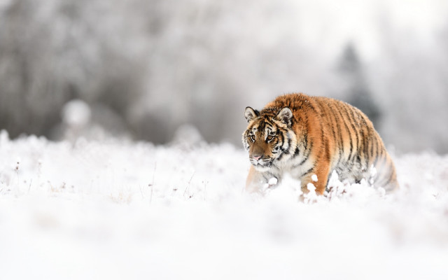 Tiger snowy field trees clouds free wallpaper for desktop - medium preview image