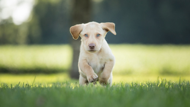 Puppy running field grass tree free wallpaper for desktop - medium preview image