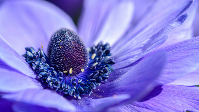 Purple flower blue center yellow free wallpaper for desktop - medium preview image