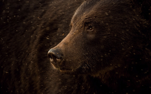 Brown bear snowfall night starry free wallpaper for desktop - medium preview image