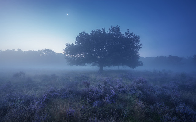 Mystical foggyfield tree stars moon free wallpaper for desktop - medium preview image