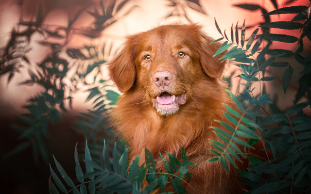 Dog bush tongue open nature free wallpaper for desktop - medium preview image