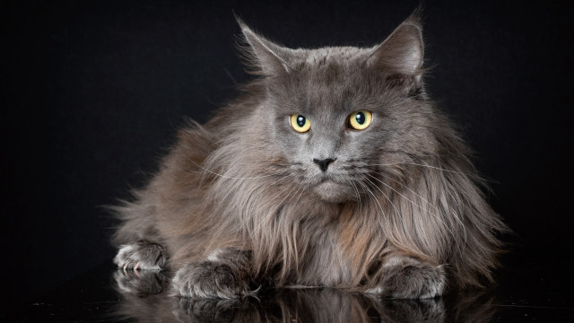 Fluffy gray cat yellow eyes #2 free wallpaper for desktop - medium preview image