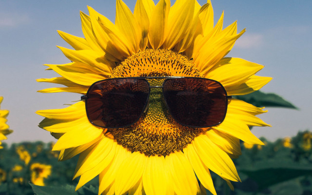 Sunflower sunglasses field blue sky free wallpaper for desktop - medium preview image
