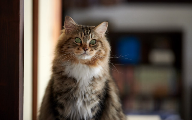 Cat regal green eyes blurry free wallpaper for desktop - medium preview image