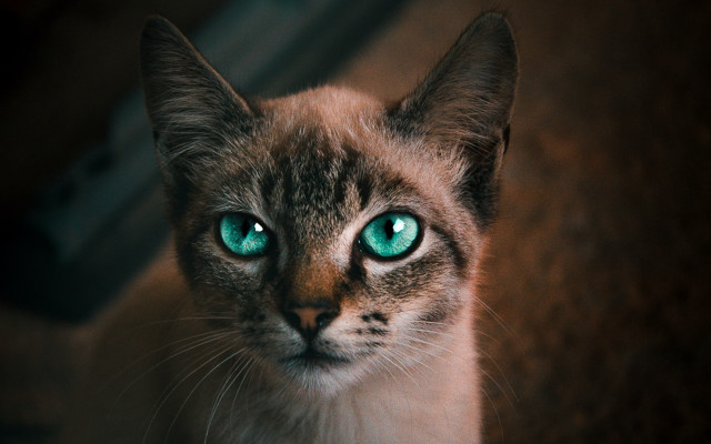 Black cat green eyes macro #6 free wallpaper for desktop - medium preview image
