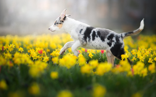 Small dog running field blurry free wallpaper for desktop - medium preview image