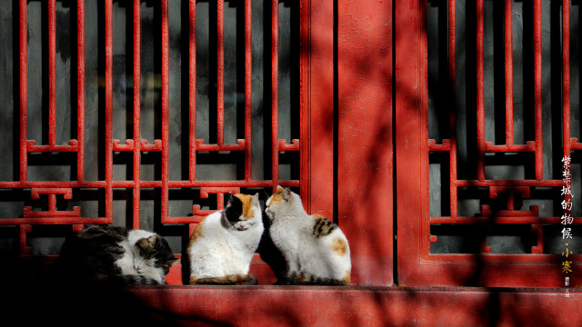 Three cats red ledge red free wallpaper for desktop - medium preview image