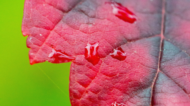 Red leaf water drops macro #2 free wallpaper for desktop - medium preview image