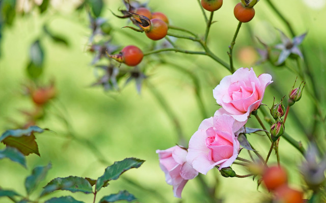 Pink rose garden bloom bokeh free wallpaper for desktop - medium preview image