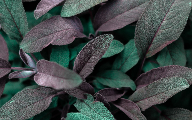 Closeup green leaves stems black free wallpaper for desktop - medium preview image