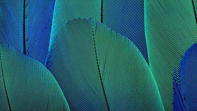 Blue green feather macro holography free wallpaper for desktop - medium preview image